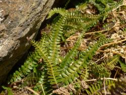 Blechnum penna-marina subsp. alpina. Sterile fronds with linear, pinnatisect laminae and oblong pinnae.
 Image: L.R. Perrie © Te Papa CC BY-NC 3.0 NZ